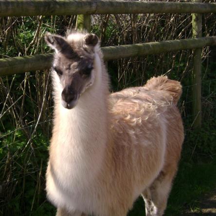 llama for sale