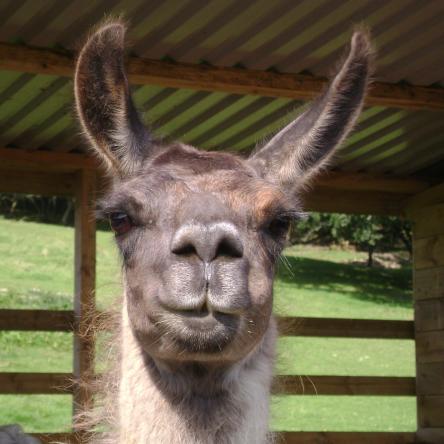Looby-lou training llamas