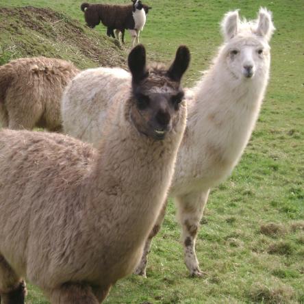 llama for sale