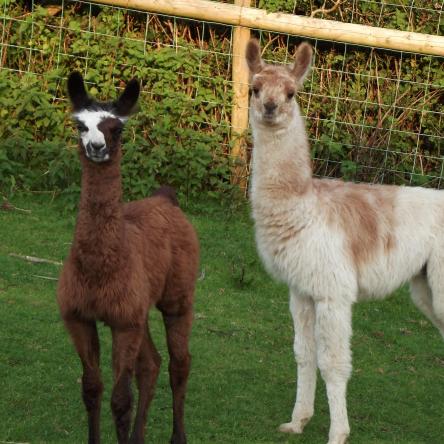 stud llama