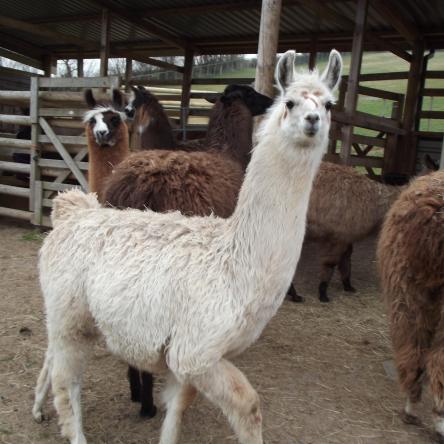 llama for sale