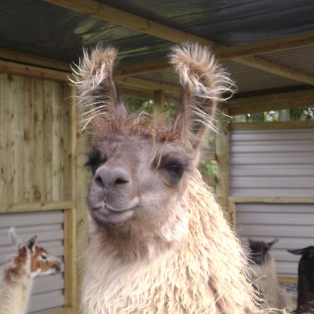 female llama