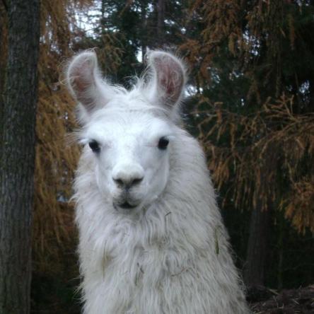 llama