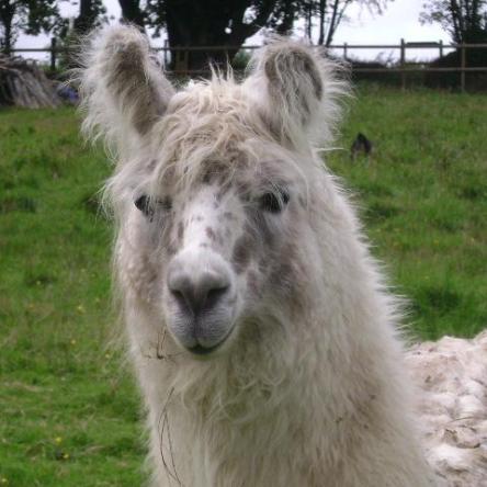 llama for sale