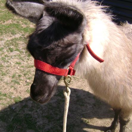 Guard llama