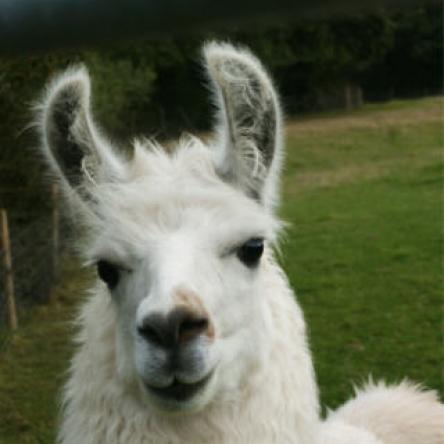 stallion llama