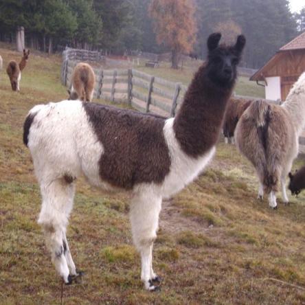 female llama