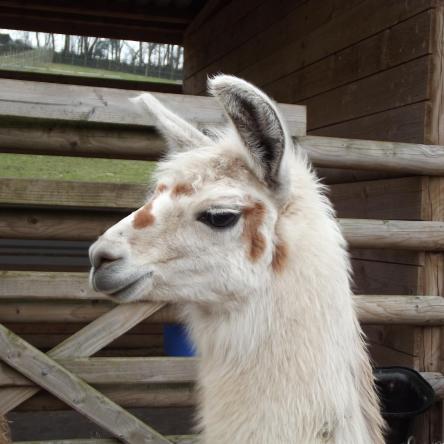 llama sold