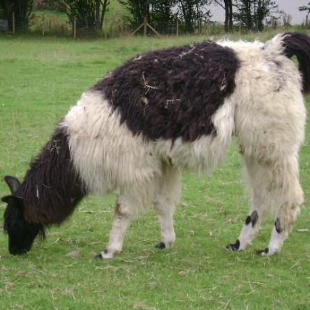female llamas