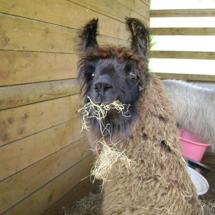 llama
