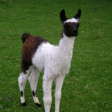 llama cria