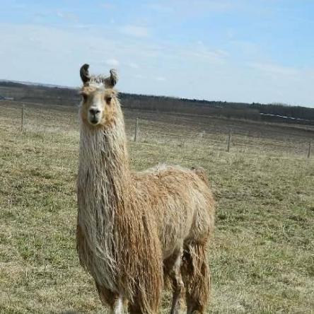 suri llama