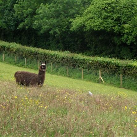 female llamas