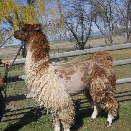 argentine llama