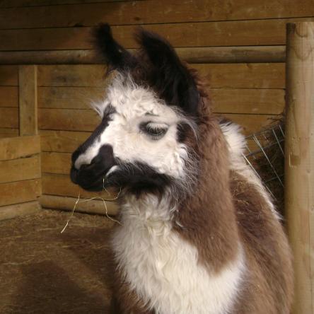 trekking llama