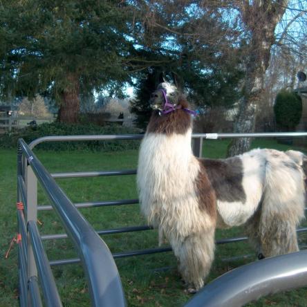 argentine llama