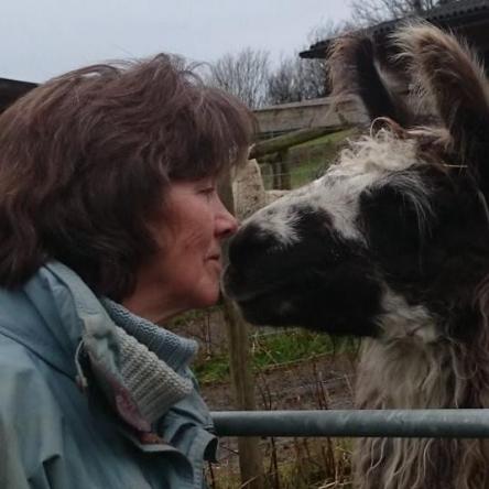 Cadenza Selfie ! fibre llama