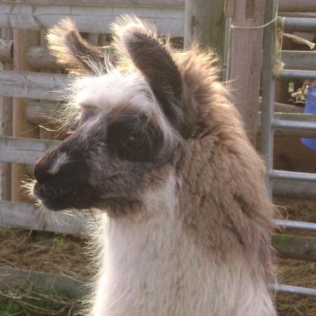 sold llama