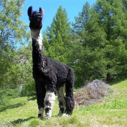 stud llama