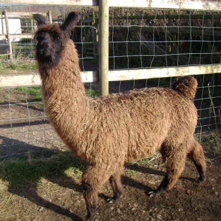female llamas