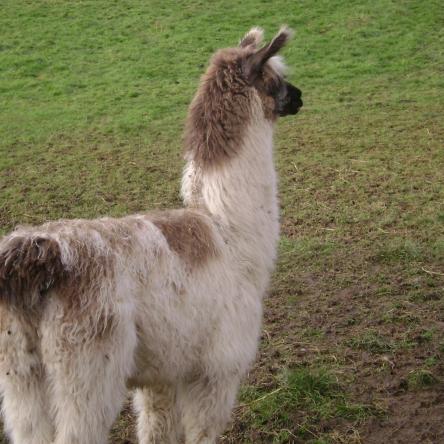 llama sold