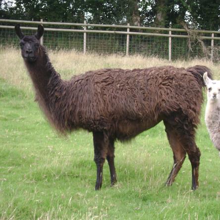 female llama and cria