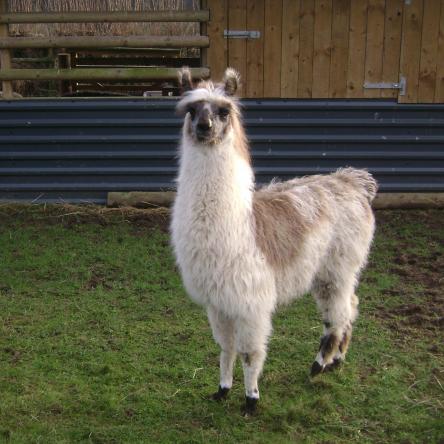 sold llama