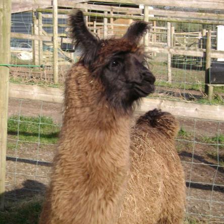 llama sold
