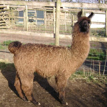 female llama