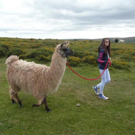 trekking llama