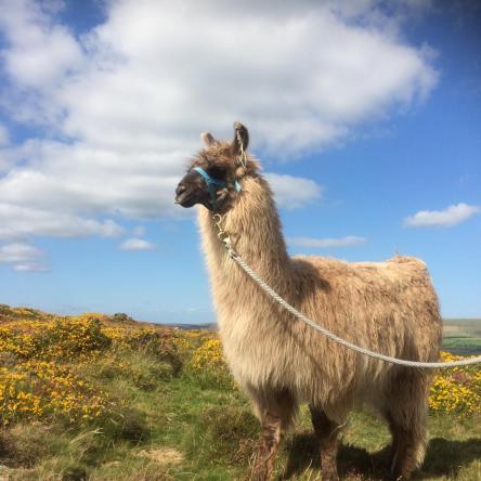 trekking llama