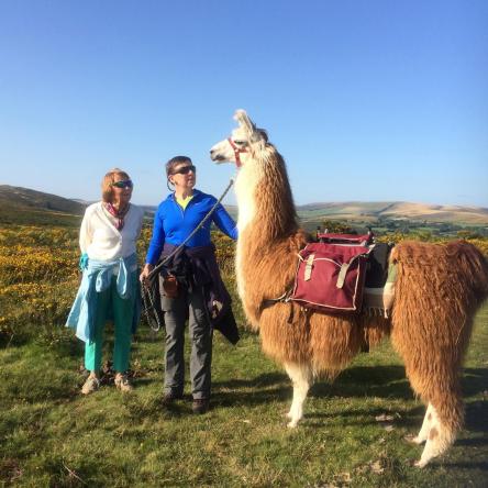 trekking llama