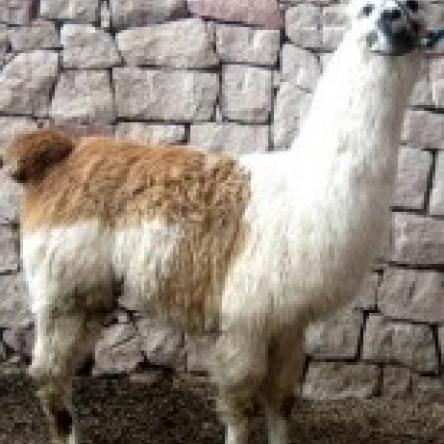 female llama 