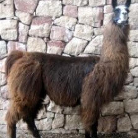 female llama 