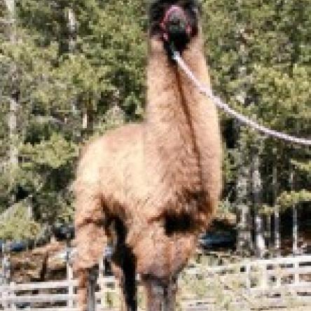 female llama