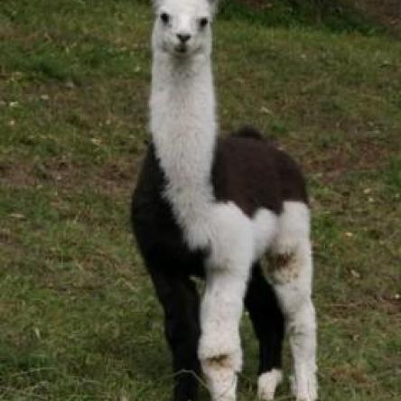 female llama