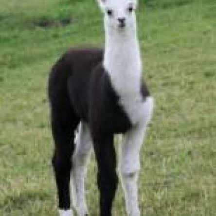 llama