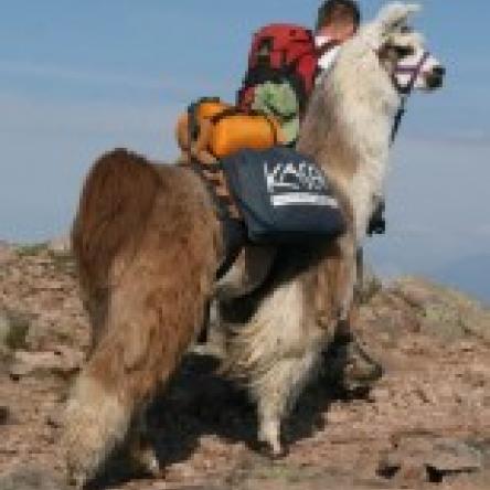 llama stallion