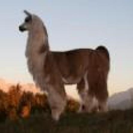 llama stallion