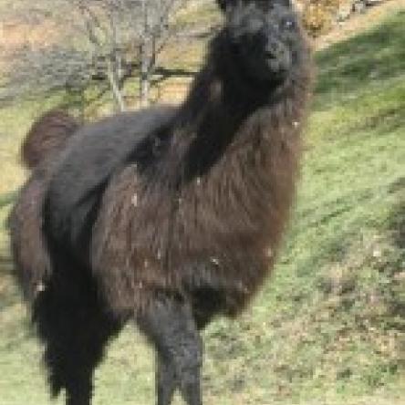 female llama 