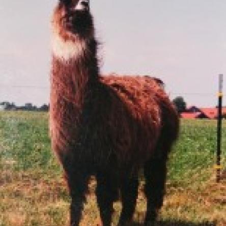 female llama 