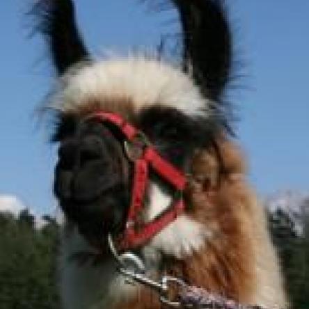 llama for sale