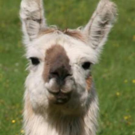 suri llama
