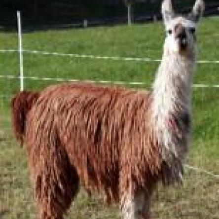 suri llama