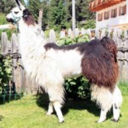female llama 