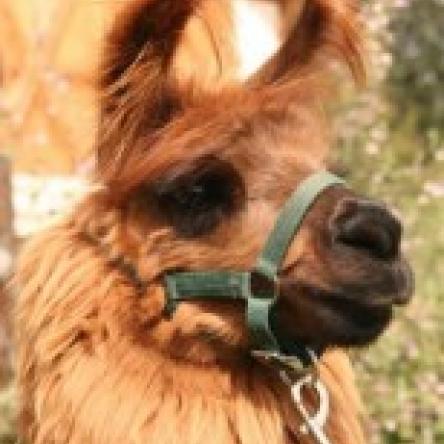 llama stallion