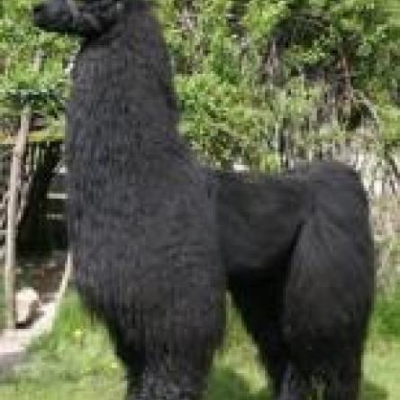 stallion llama