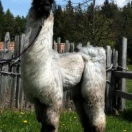 llama stallion