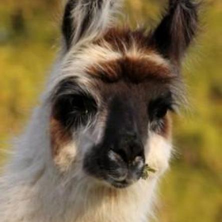 trekking llama