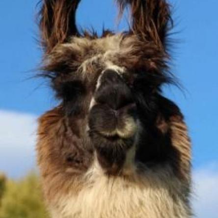 female llama 